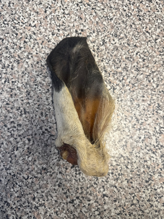 Hairy Cows Ear